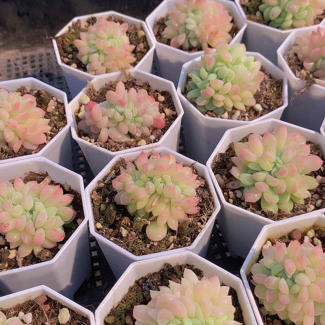 冰玉杂缀化245678999000000