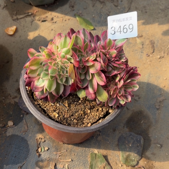 荔枝坠多肉法师3469