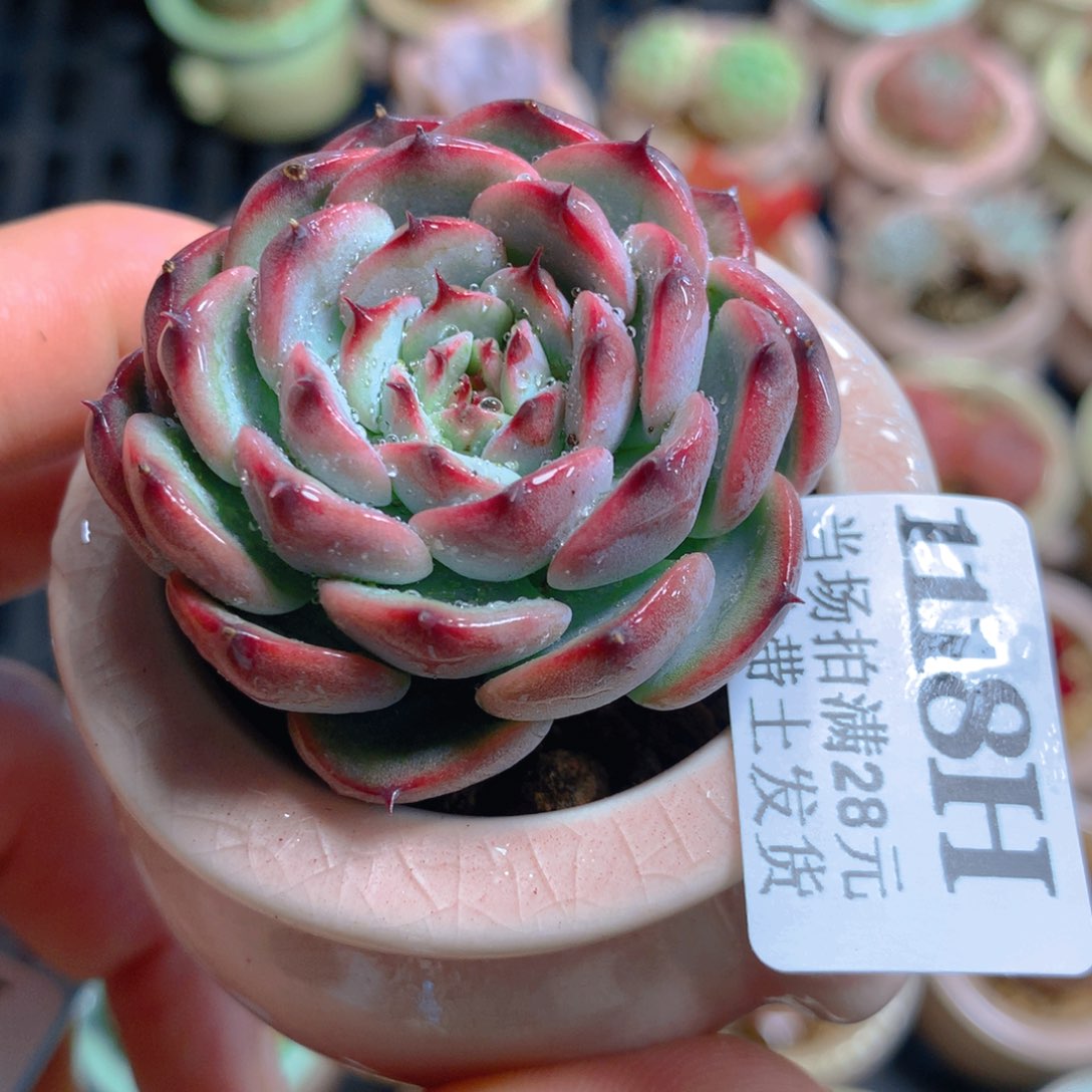 5厘米盆精控多肉1118