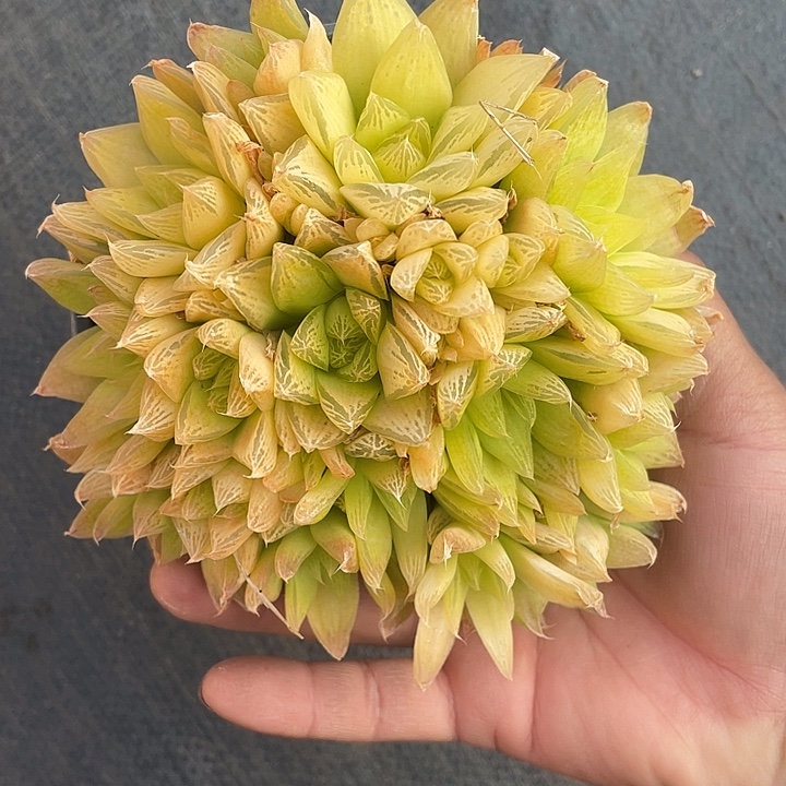 满***滚黄金凝脂菊整群带盆发货