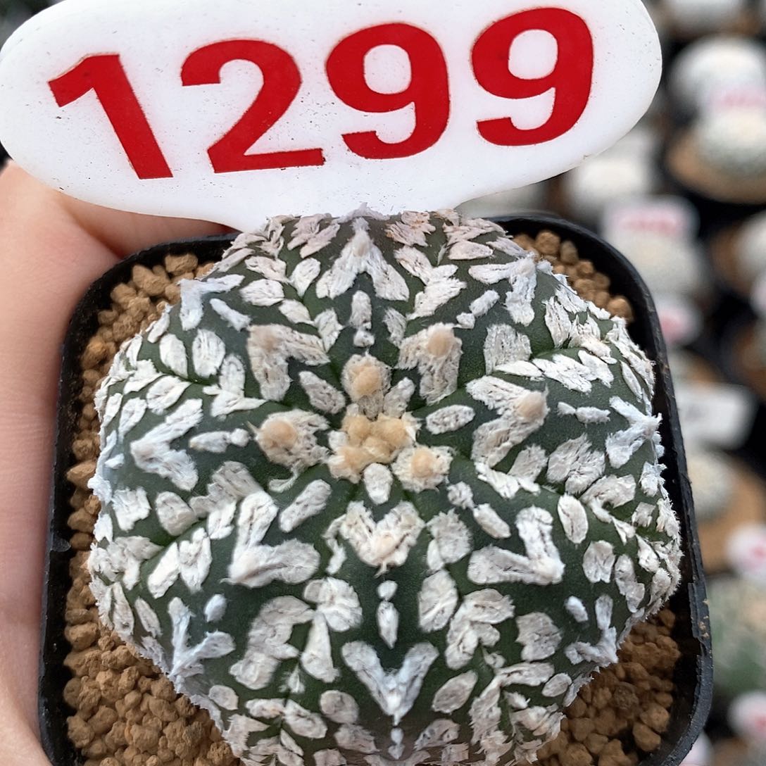 1299v兜系列福利来啦