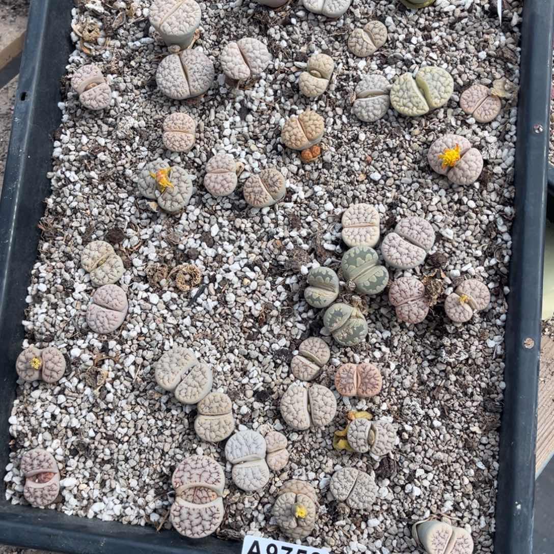 大****9753福利筐1不售后