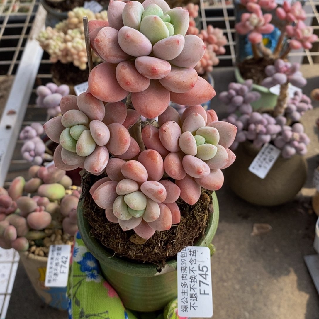 樱花洛神745/8c m