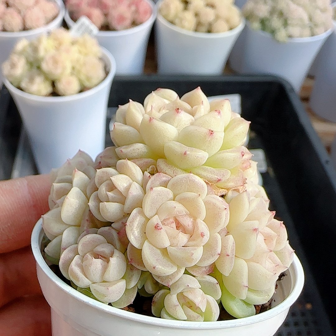 1229-42（xx-58）优选