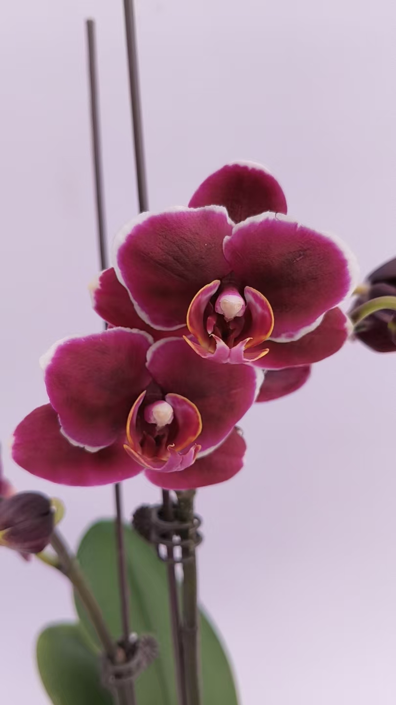 欢然花田蝴蝶兰（三合小王子）单剑 叶片瑕疵不售后