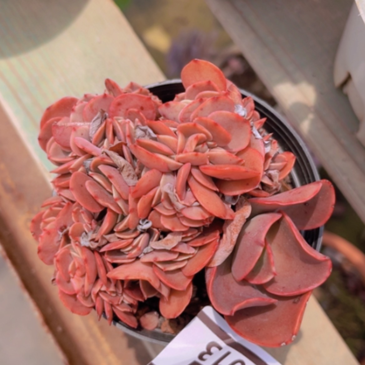 【闪购商品】红酒杯缀2103