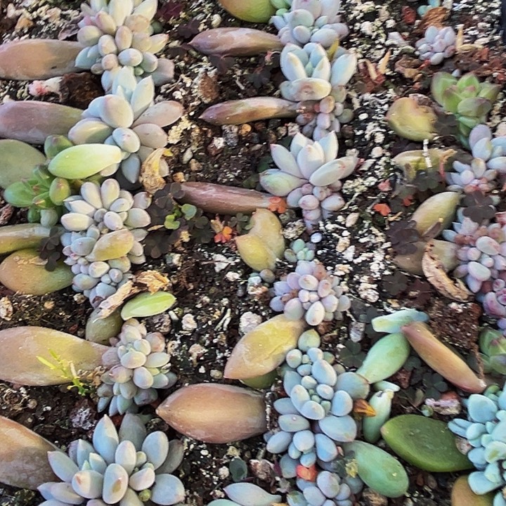 10颗美人系列多肉植物
