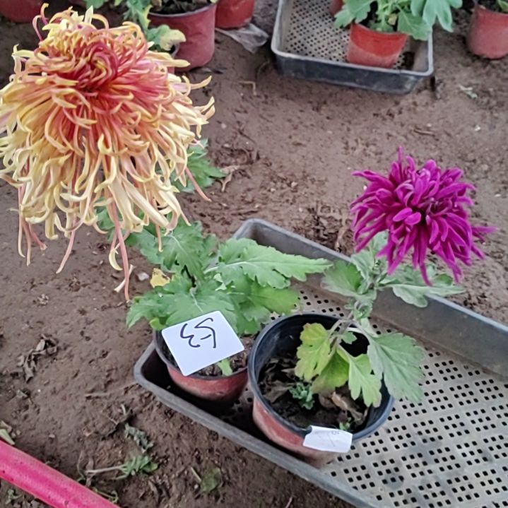 完全开放土球发货老根苗无售后一物一拍53