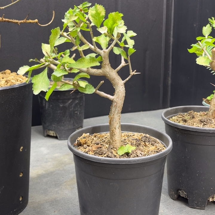 小**h怀特111111111111111