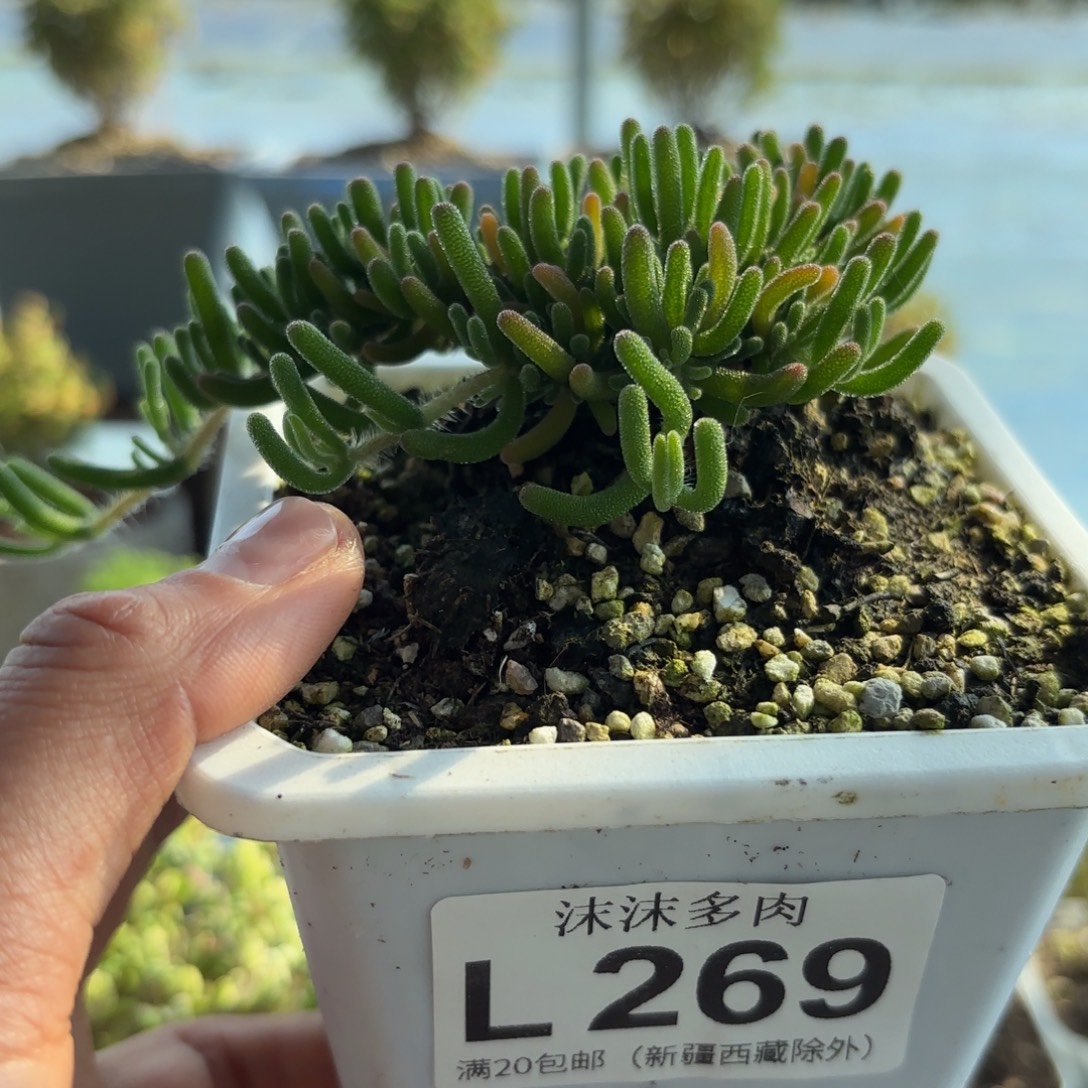 269荧光兔枝干番杏福利