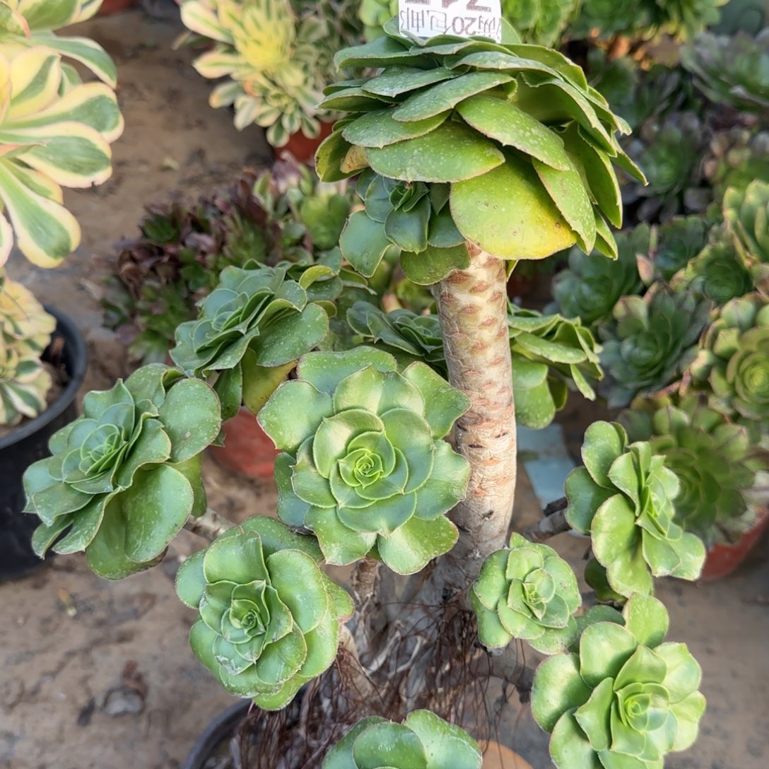 绿玫瑰717满20包邮断枝不包