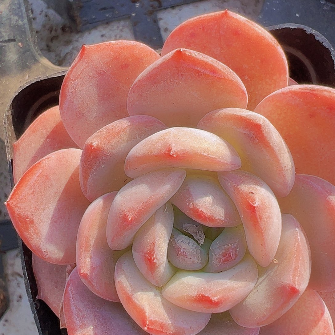 漂亮妹妹2盆19包邮多肉