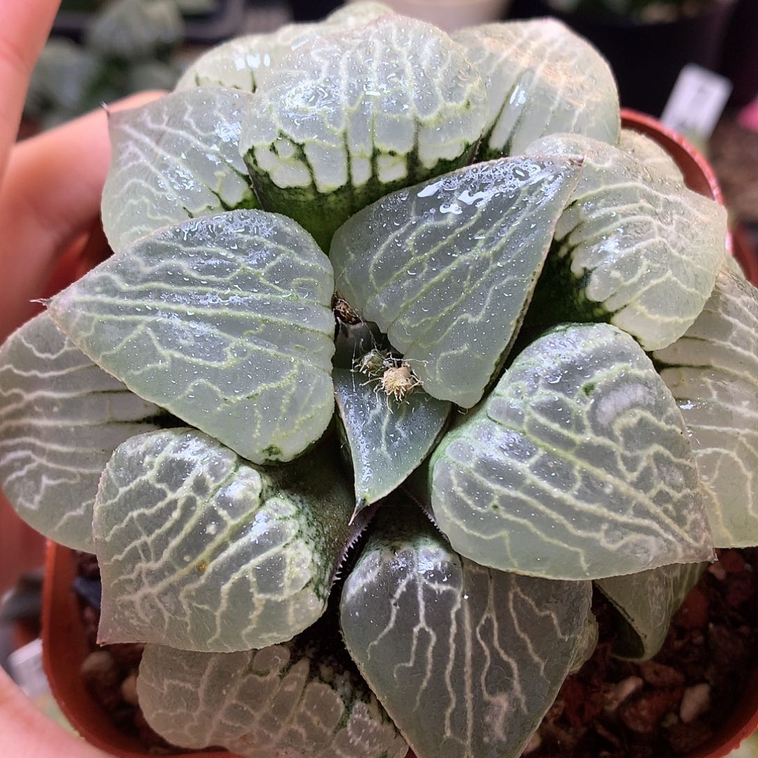 水晶康平101母本包邮