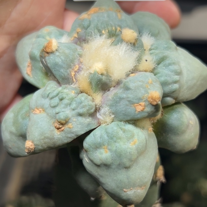 154 袖蒲嫁接 仙人球