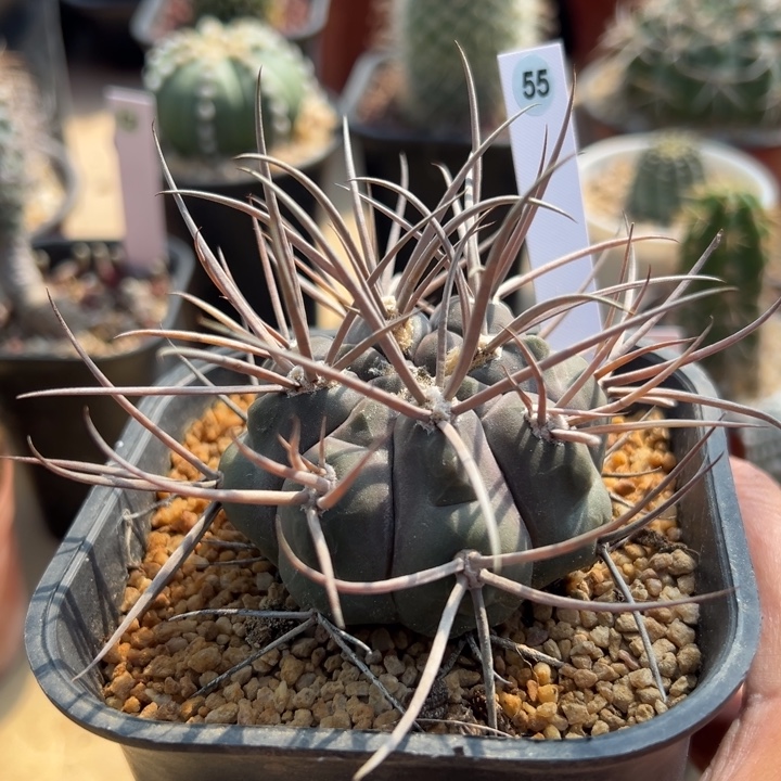 *****55号实生摩天龙优选