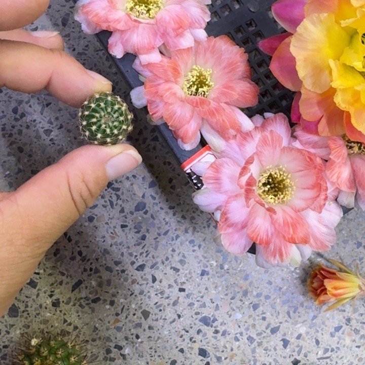 343丽花美7歪无根侧牙3公分左右