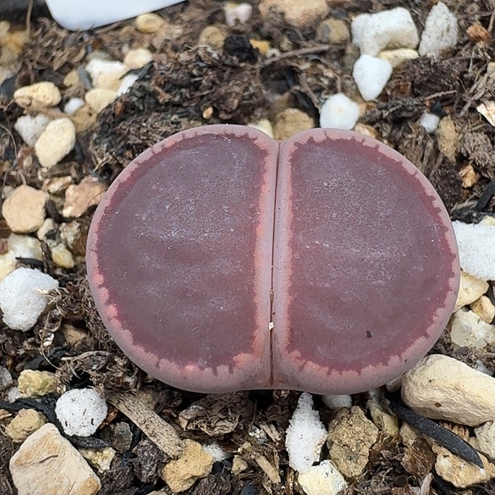 老马生石花ko2870