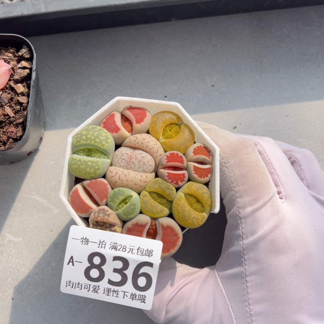 生石花多肉多肉多肉多肉