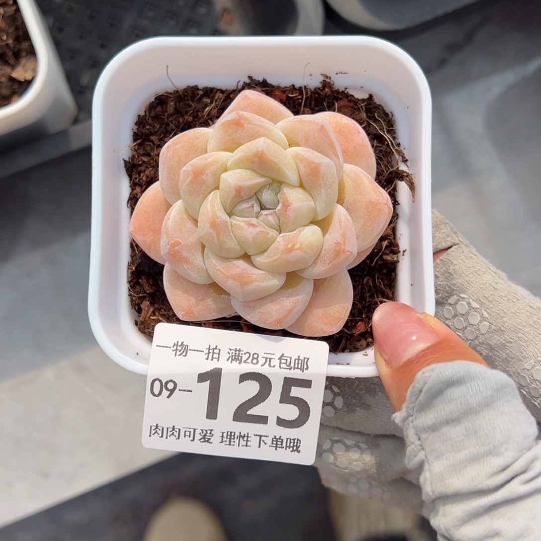 冰玉多肉多肉多肉多