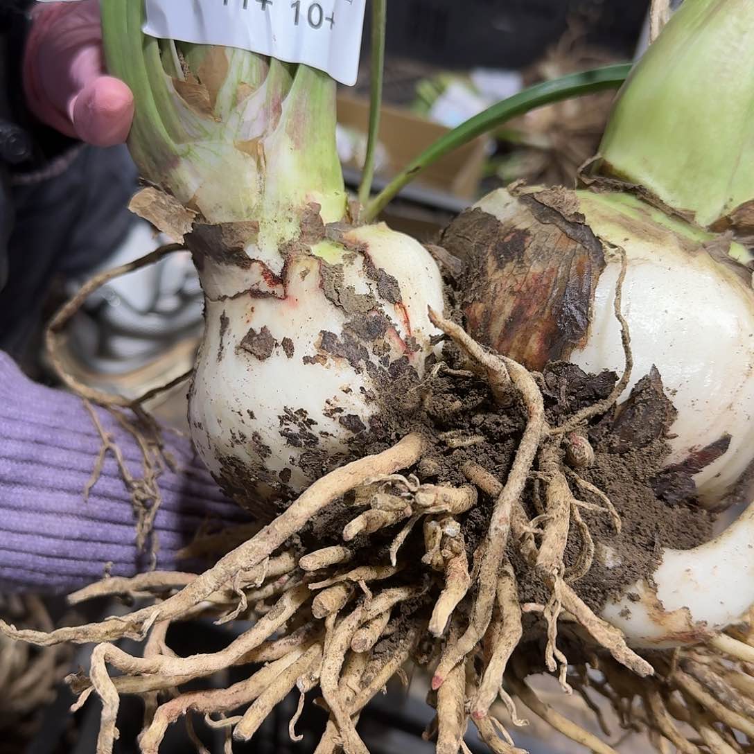 混球1号开花球发