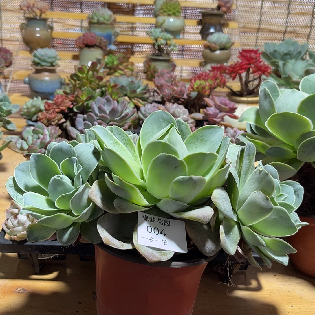 山地玫瑰一物一拍群