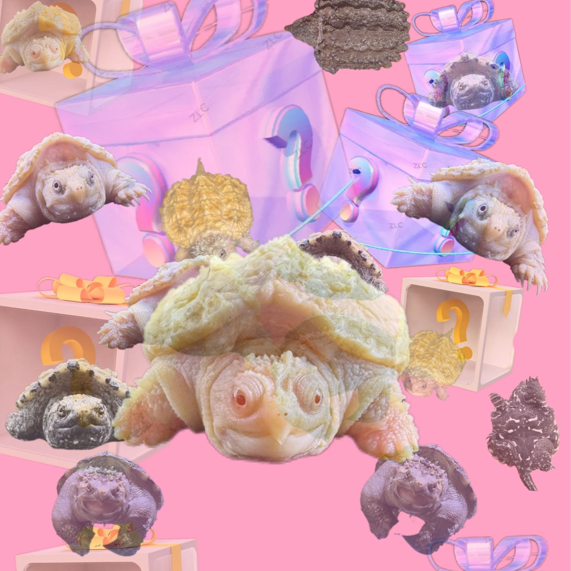 观赏人工饲养宠物 乌龟 （2026冰川头苗）