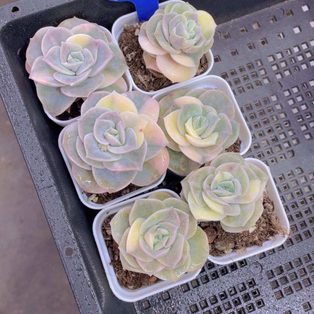 1477号可爱玫瑰锦单头一个