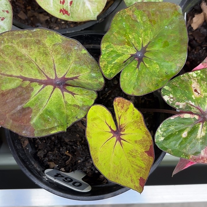 64-0224彩叶芋广东现货