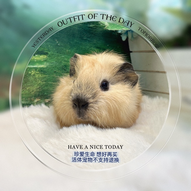 加州弟弟 荷兰猪豚鼠 包邮包风险【一对一喂养指导，赠礼包】