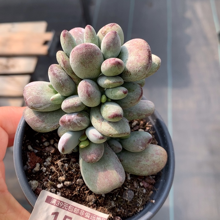 虎皮乒乓多肉植物