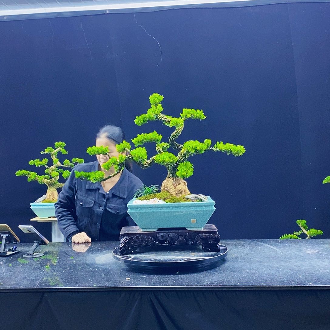 无花朵黄杨盆景造型