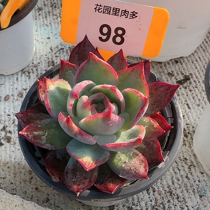 98 惊鸿仙子多肉植物6-9cm
