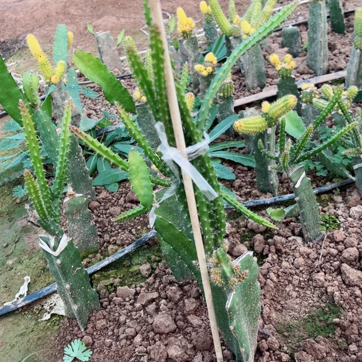 嫁接鼠尾零件糖果25