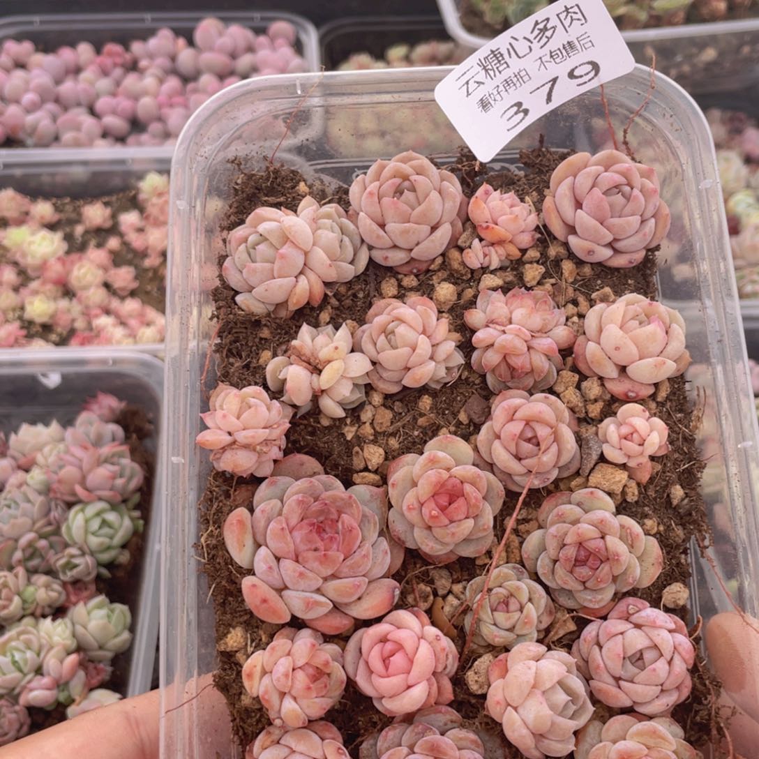 云糖心多肉植物379