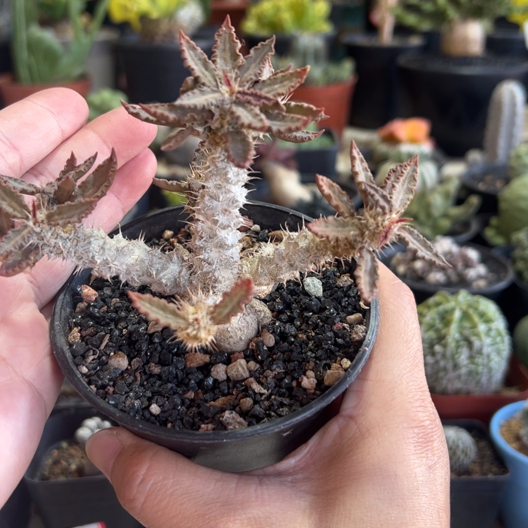 红叶精控图拉大戟带盆11111111