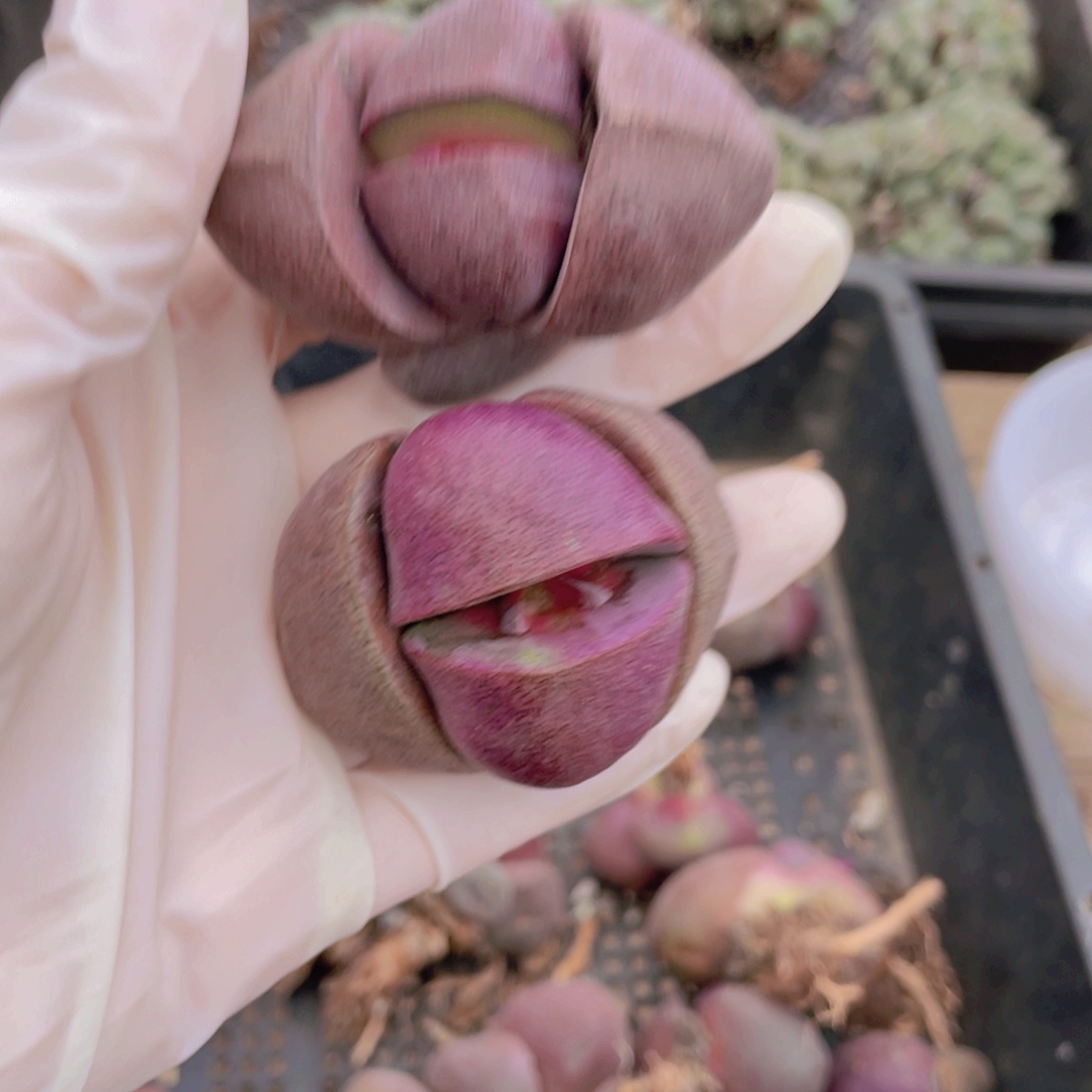 2颗紫元宝888888888