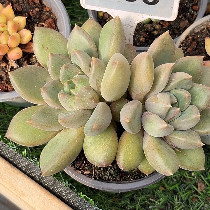 红象牙一物一拍663