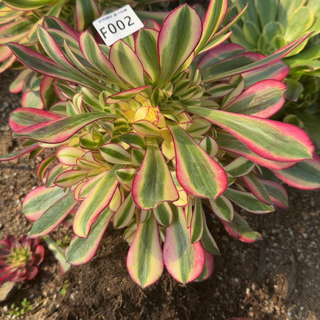 002冰淇淋。 多肉植物