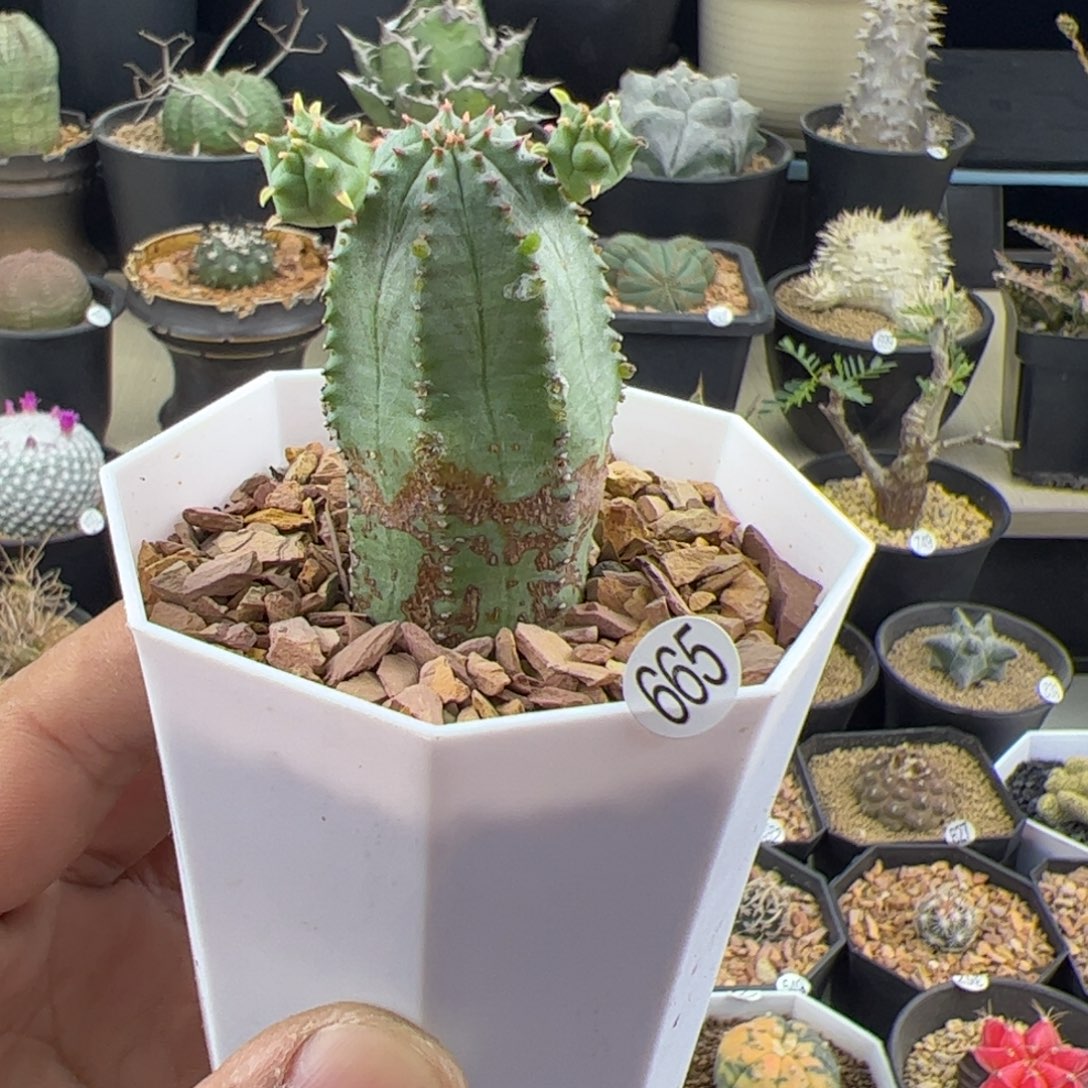 子吹布纹球一物一拍665