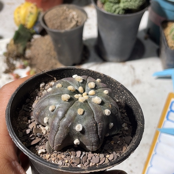 紫皮海星指纹都895