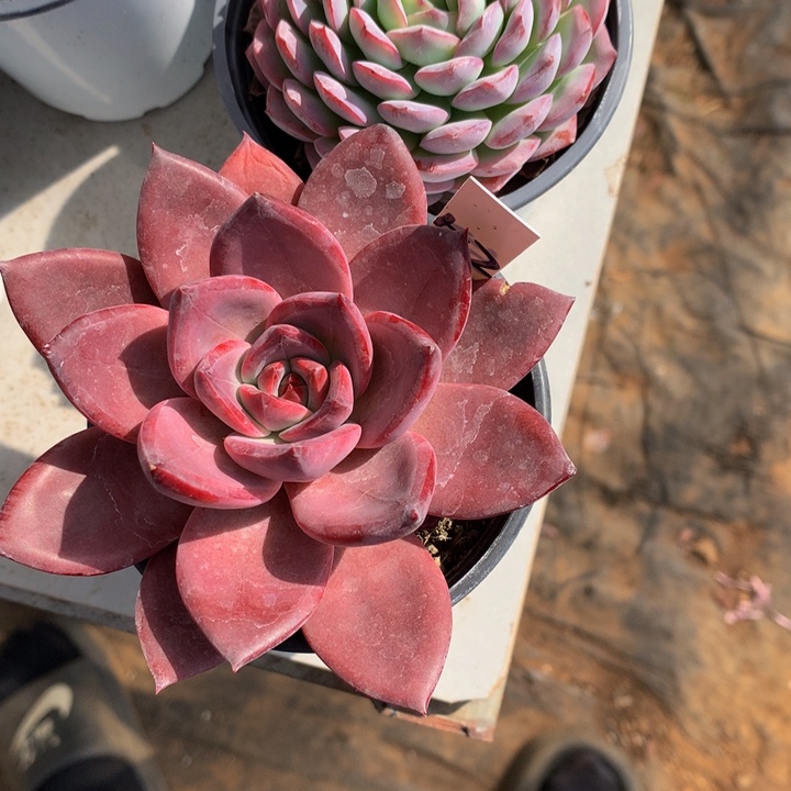 也没人多肉植物727272727