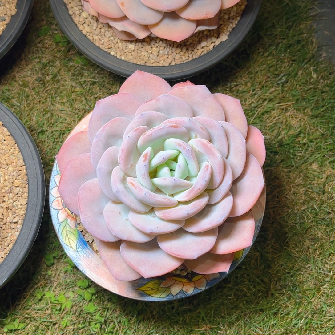 奶茶111111111111111