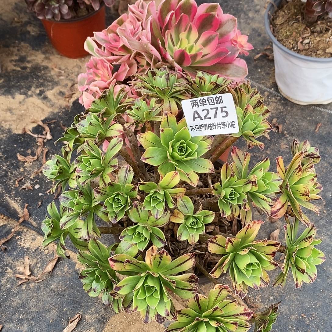 275碧火多肉法师锦多肉