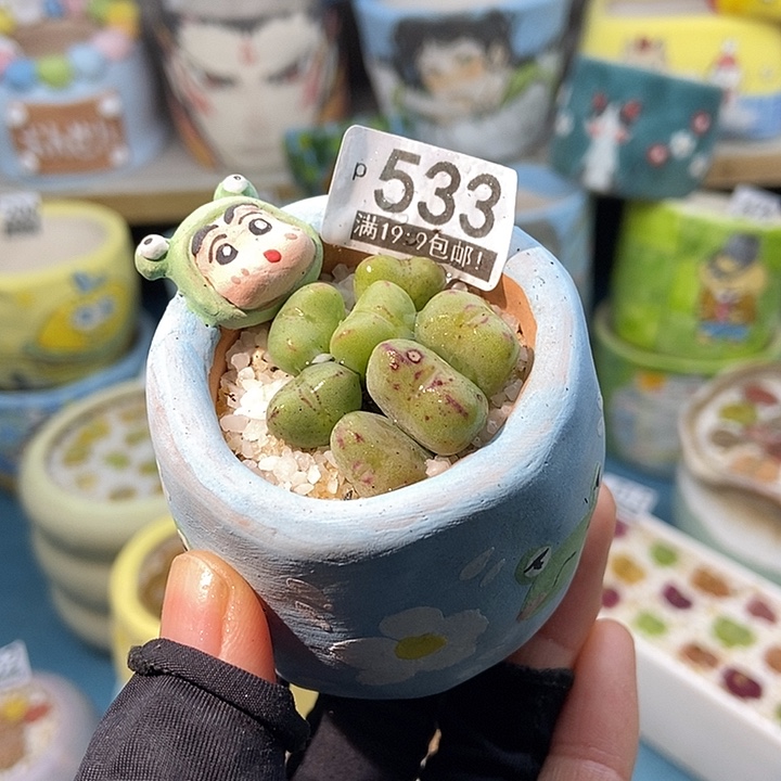 大舅生石花肉锥多肉533