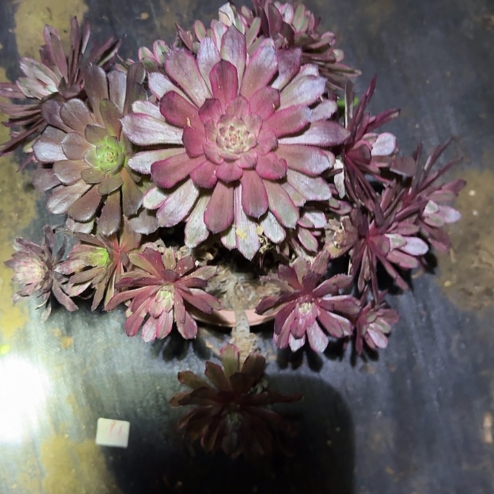 精品紫霞老桩亏本福利42