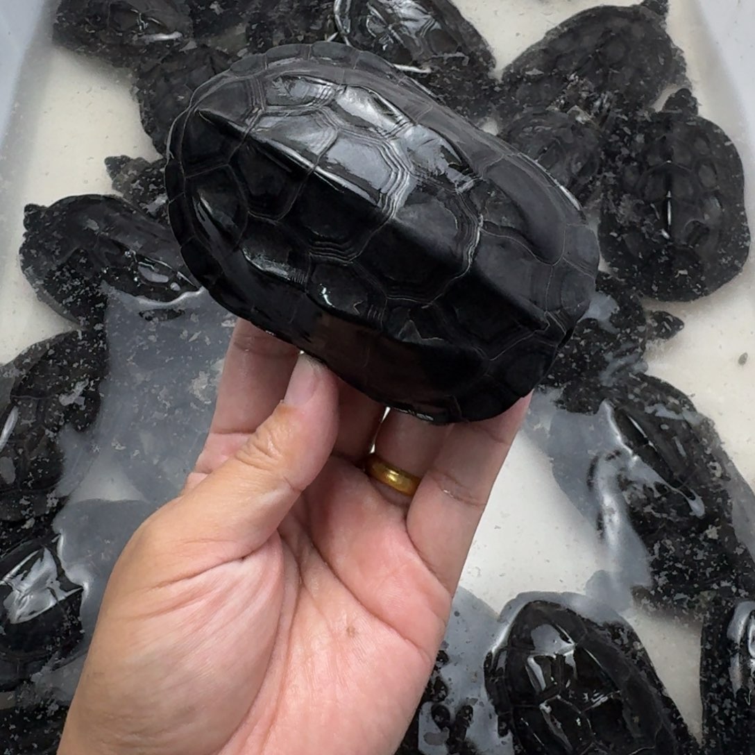 中华草龟公刀刻纹墨龟