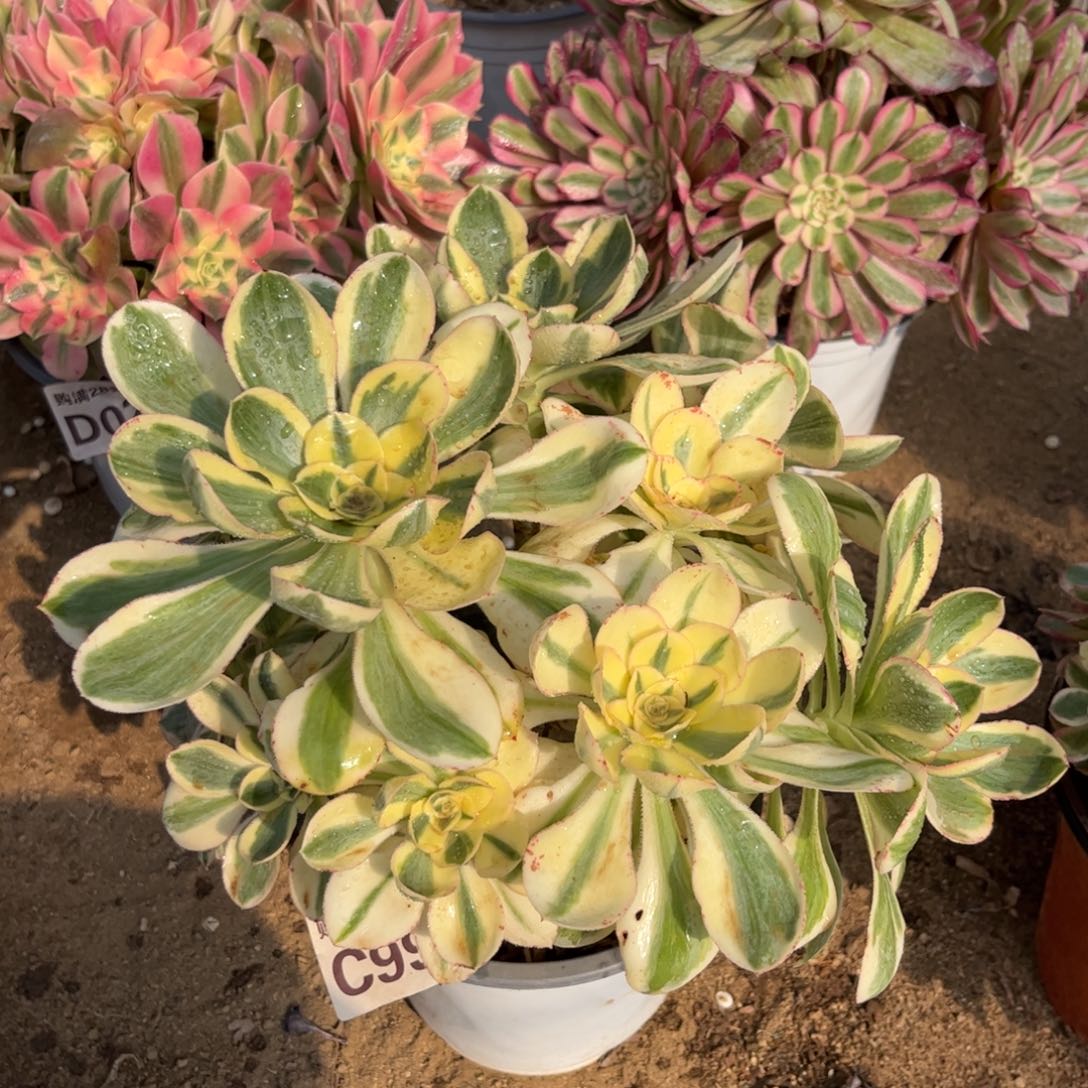 997多肉植物艳姿锦