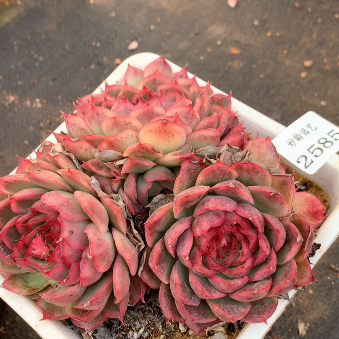 2585杂交多肉植物