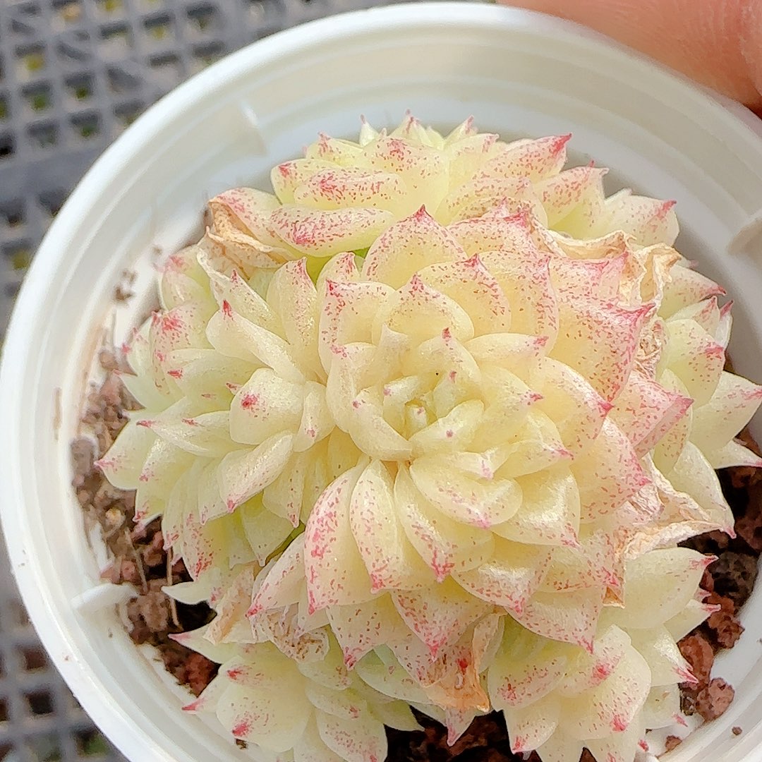 1116-138（黄莉-1）优选