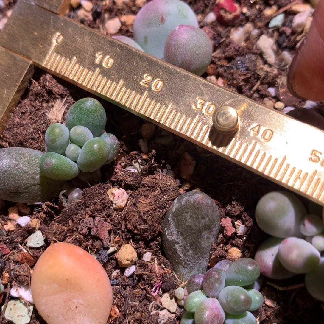 小青团，奶酪多肉杂交